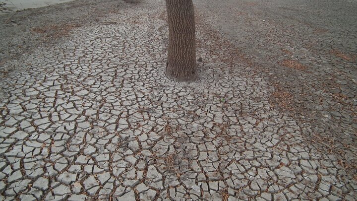 This is a photo showcasing drought conditions near a tree