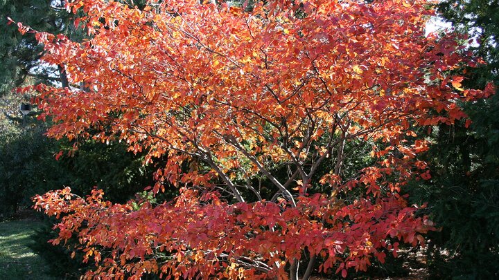 Serviceberry tree in a landscape. 