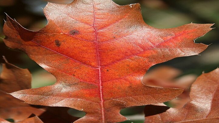 close up photograph of the tree's leaf