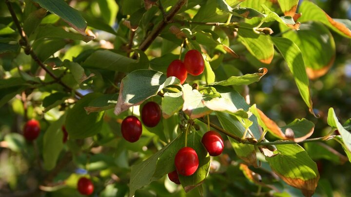 close up photograph of a the tree's fruit