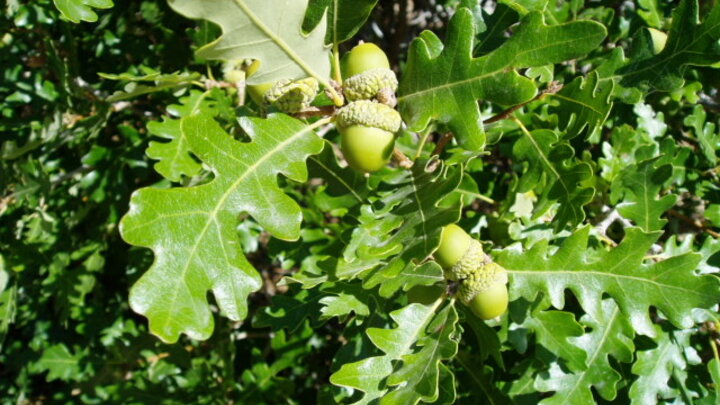 close up photograph of the tree's acorn