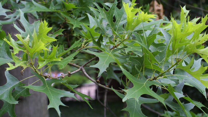 Pin Oak leaves closeup. 