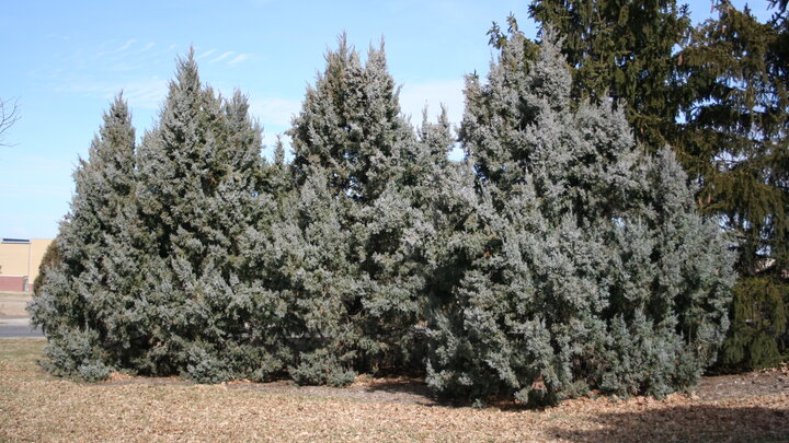 Rocky Mountain Juniper