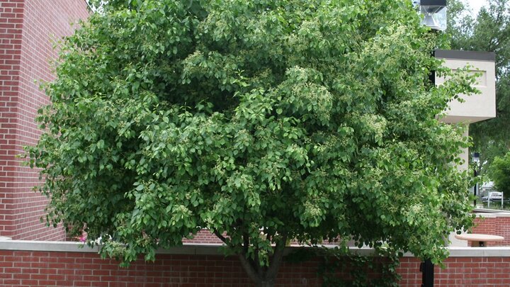 Winterberry tree, looking good! 