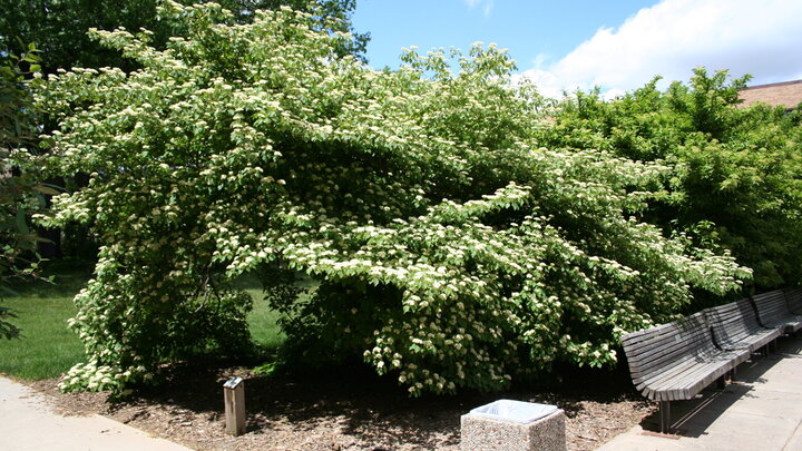 A row these shrubs while flowering adorn bench seating 