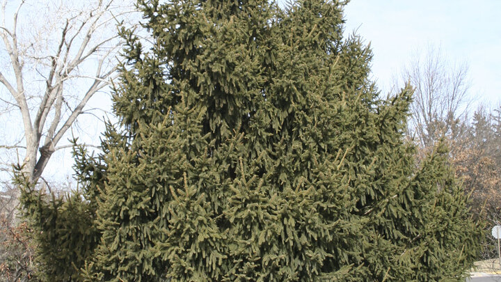 Norway Spruce
