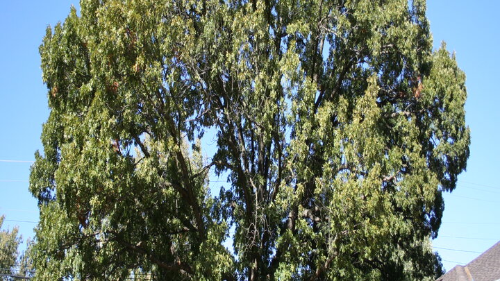 White oak provides wonderful shade for this rural home. 