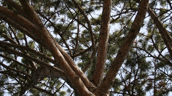 Looking up into tree's canopy. 
