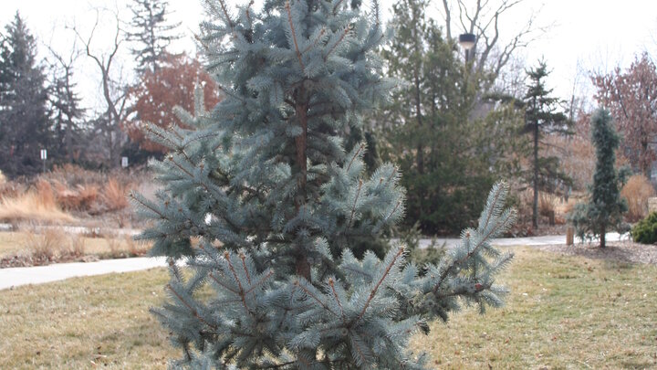 Immature blue spruce. 