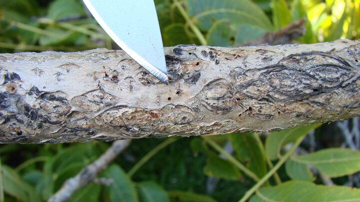 Trees affected by thousand cankers disease initially exhibit yellowing foliage, followed by brown wilted foliage, branch dieback and tree death.