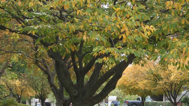 American hornbeam or musclewood (Carpinus caroliniana) is a 20-25â tree with muscle-like bark that makes a good street tree.