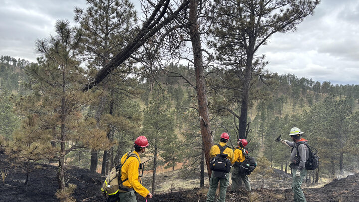 Firefighters inspect scorched forest with fallen tree and charred ground under cloudy skies.