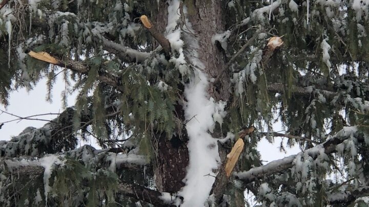 A photo of a winter storm damaged tree