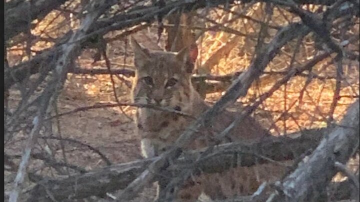 Photo of bobcat using project area