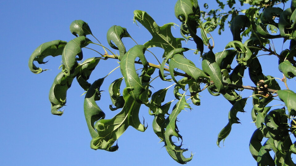 A photo of herbicide damage of a tree