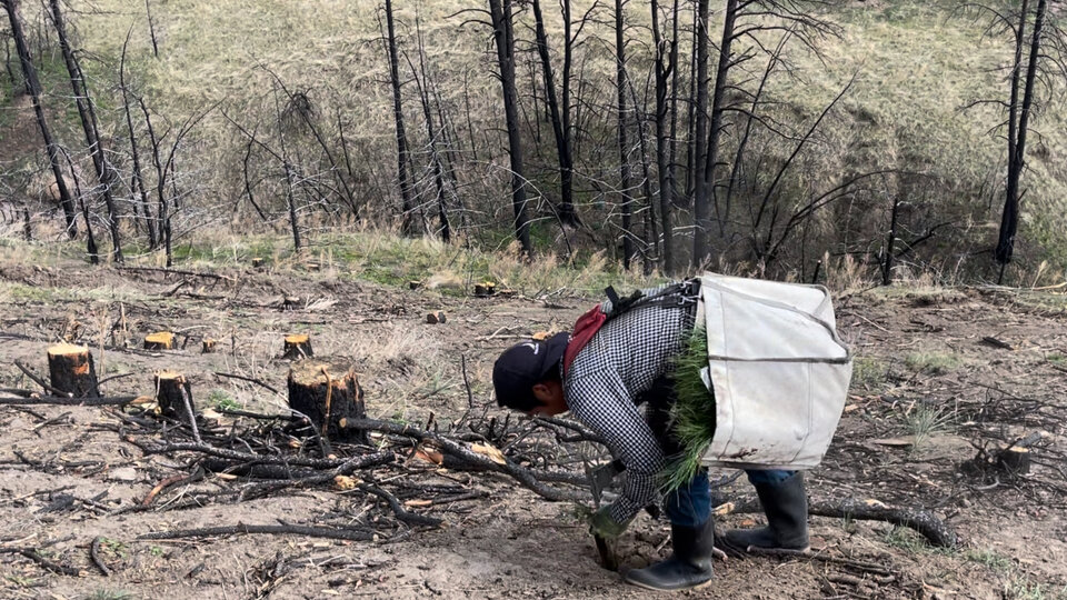 A photo of someone planting saplings in The Wildcat Hills