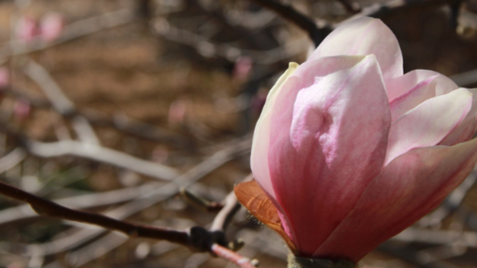 A photo of a magnolia tree