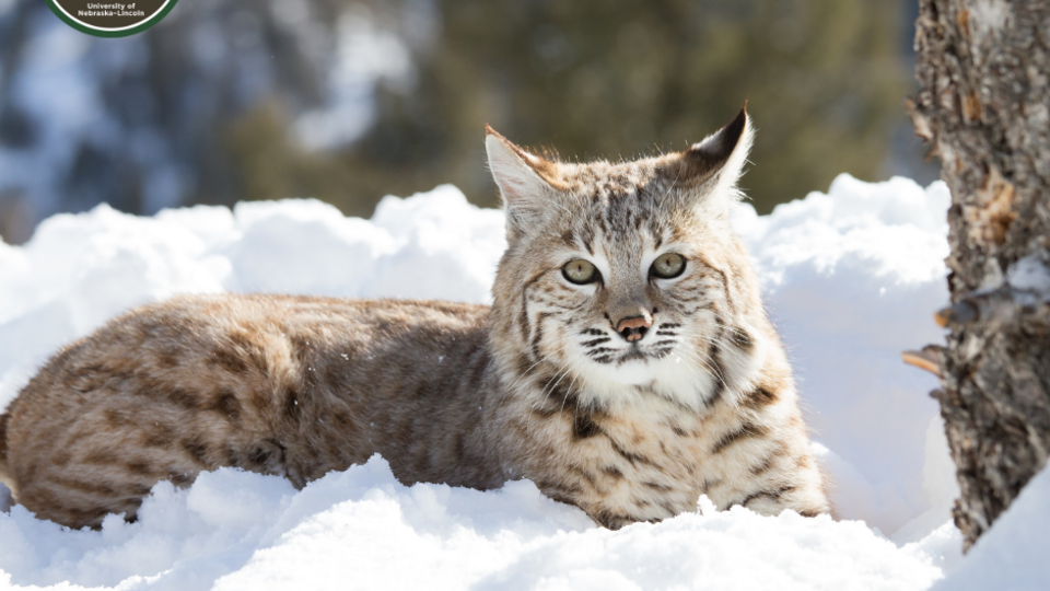 A photo of a bobcat in the woods