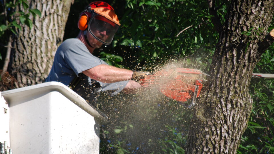 A photo of an arborist removing a tree