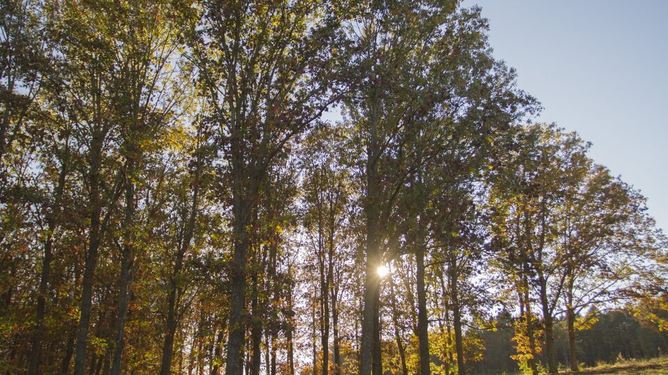 A photo of Horning State Farm Demonstration Forest