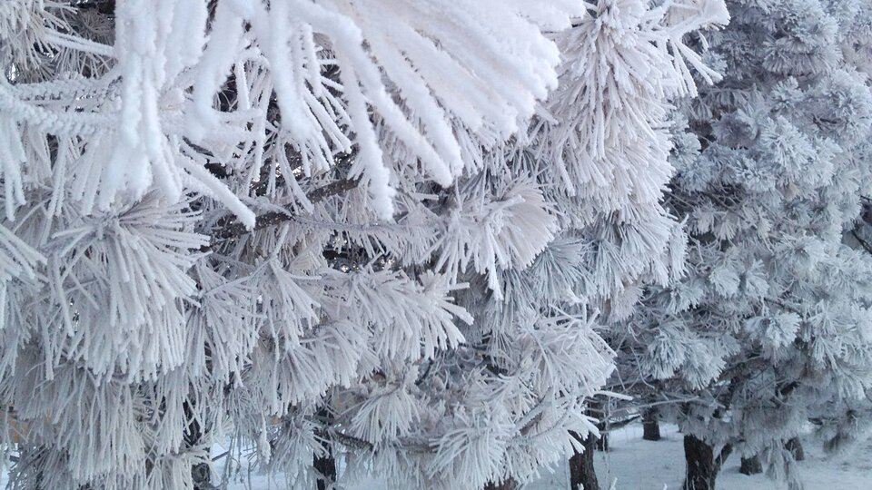 Ice on the trees at Prairie Pines