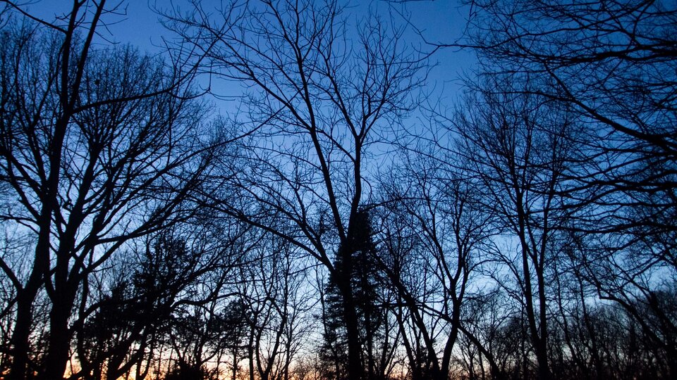 A photo of a tree line