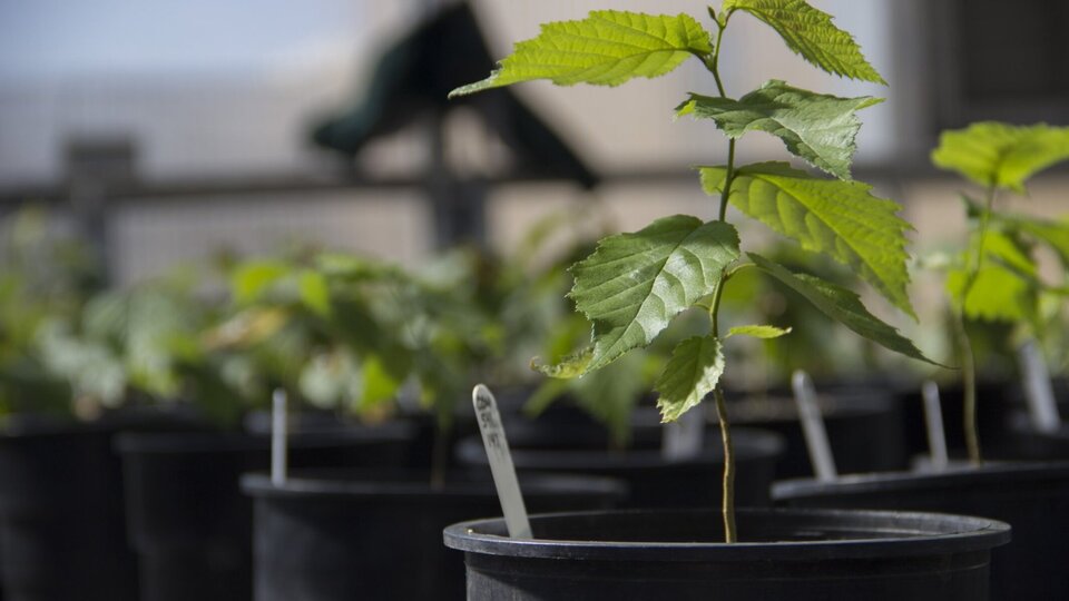 A photo of some young potted trees