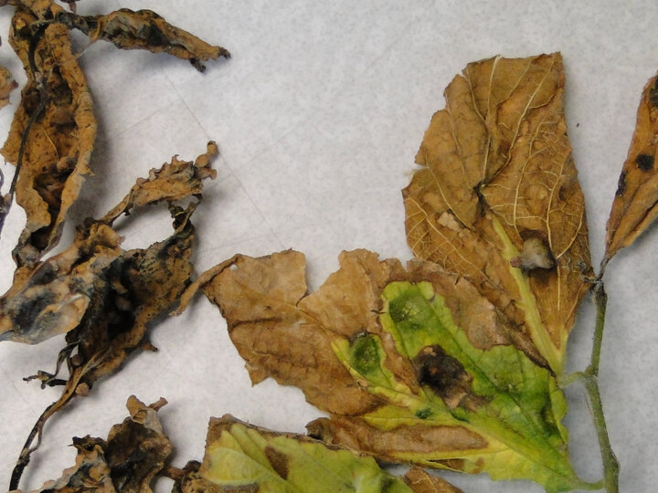 A photo of leaf browning (hackberry)