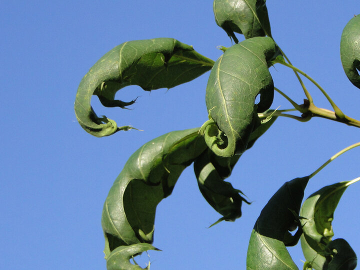 Herbicide-damaged oak leaves