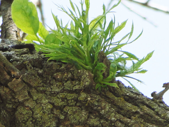 A photo example of herbicide tuft