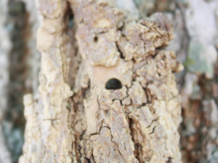 A photo of a D-shaped hole in a tree from emerald ash borer