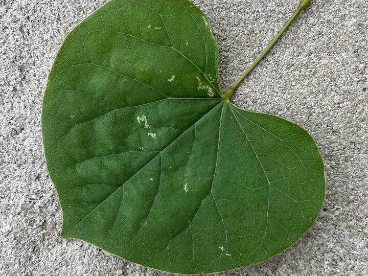 A photo of a healthy redbud leaf