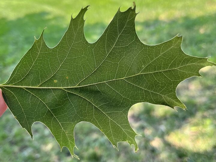A photo of a healthy oak leaf