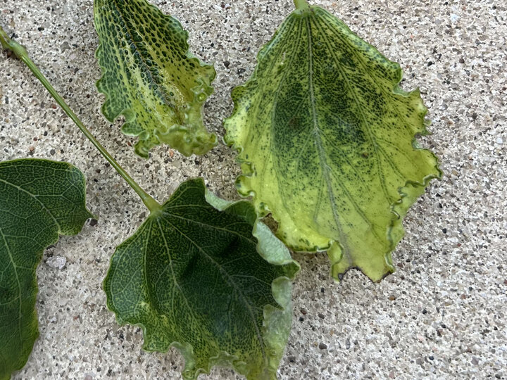 Herbicide-injured redbud leaf