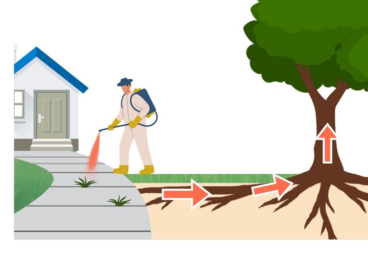 A photo of a graphical representation of root uptake