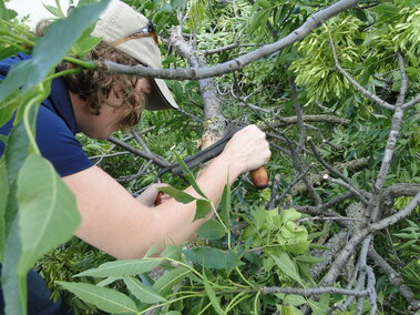 A photo of someone looking for EAB samples