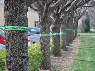 Photo of EAB awareness tape on ash trees