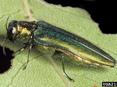 A photo of the emerald ash borer