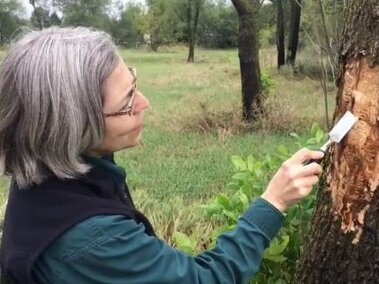 A photo of a Forest Health Specialist checking for emerald ash borer