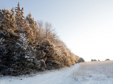 A photo of a windbreak at Prairie Pines
