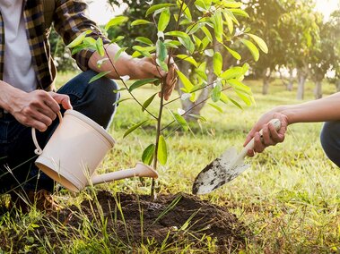 A photo of two people planting a tree