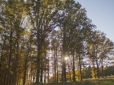 A photo of a treeline at Horning State Farm