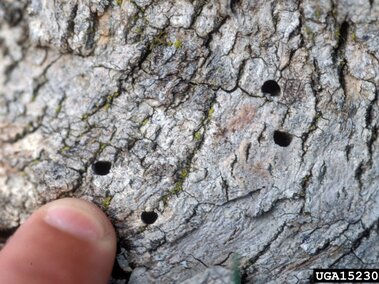 A photo of EAB exit holes 