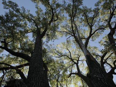 A photo of a treeline