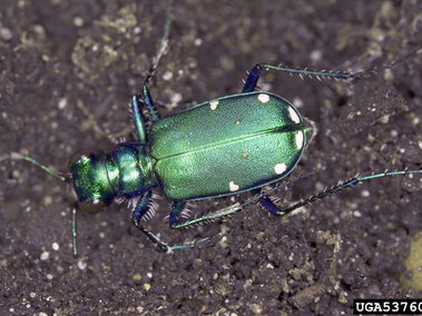 Six potted Tiger Bettle