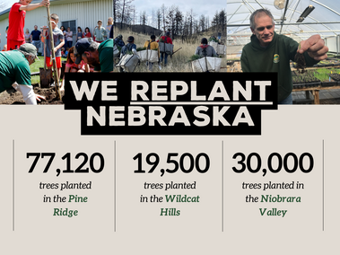 A graphic showing how many trees have been planted in fire scars in Nebraska in 2024