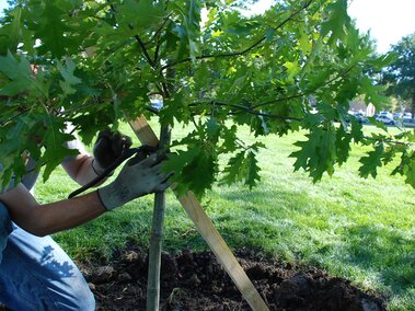 Photo of someone planting trees