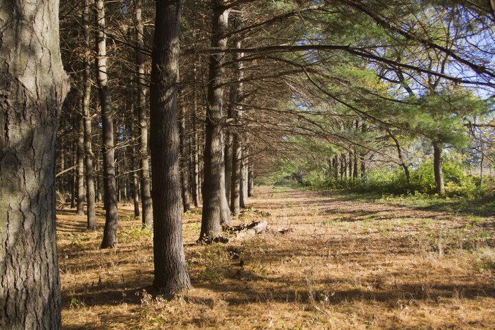 A photo of a white pine windbreak
