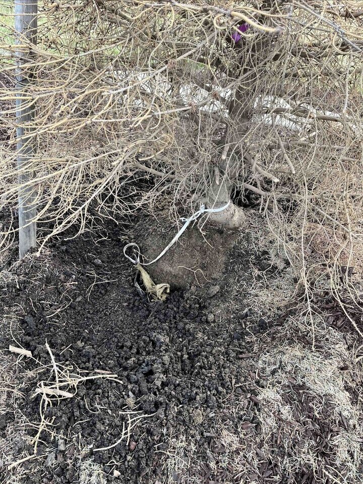 Tree with dry, tangled branches and exposed roots tied with a rope, surrounded by dark soil.