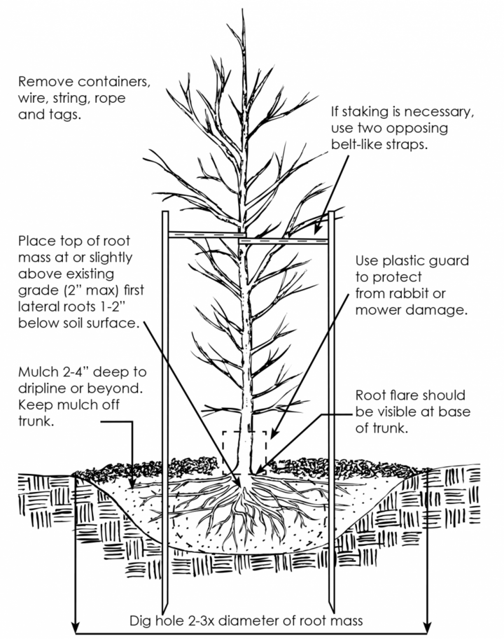 Diagram of a tree planting